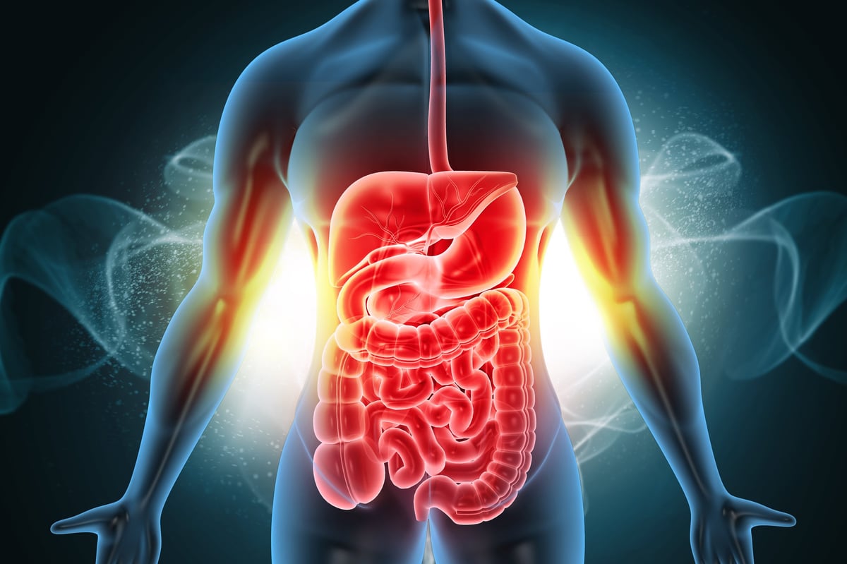 Healthy Human Body with Digestive System Anatomy